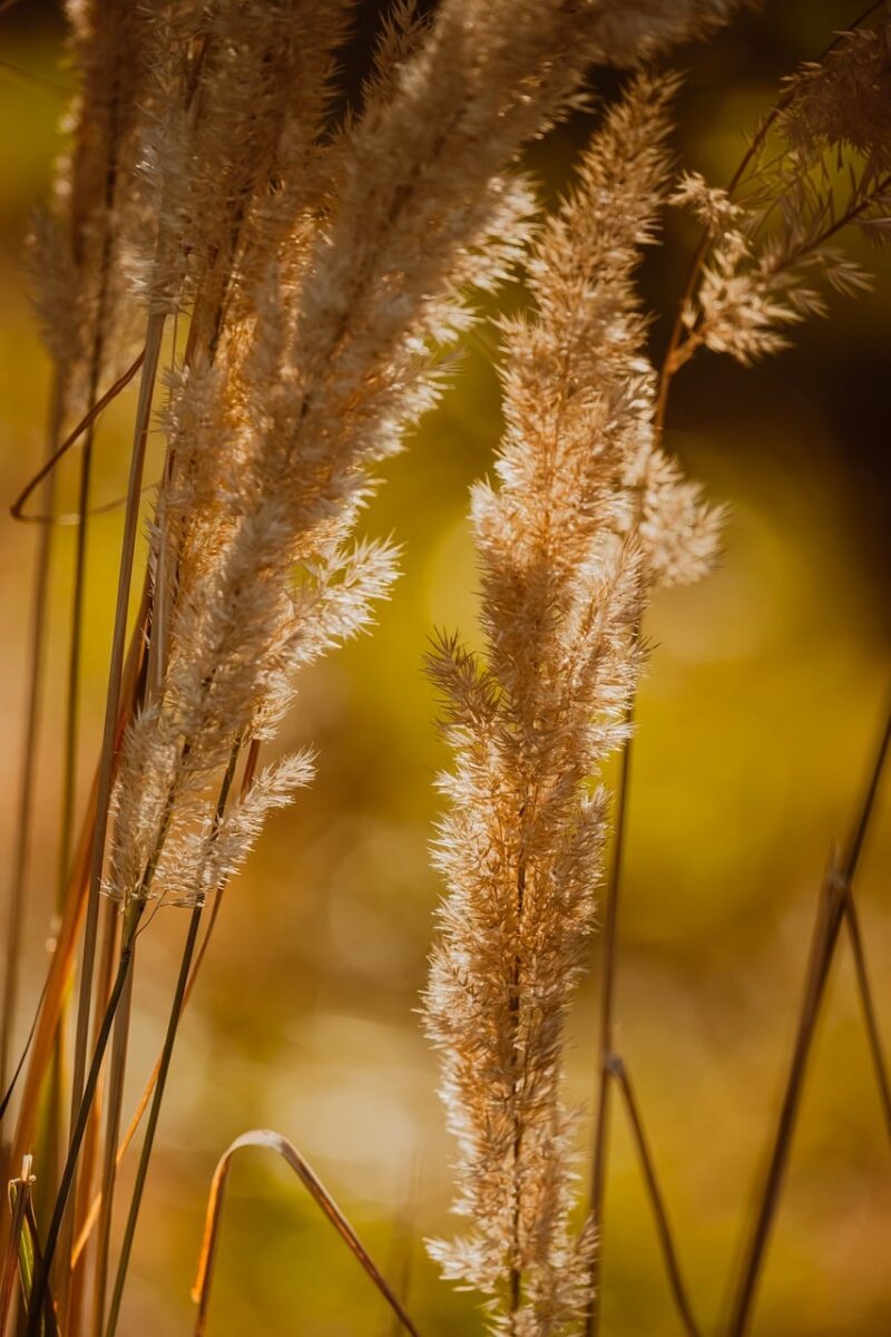 grass, nature, golden hour, soft light, sedge, dry stalks, pastel colors, autumn, flora, outdoors, focus, seasonal, calm, pampas grass, nature details, bio, natural beauty, texture, golden hue, abstract