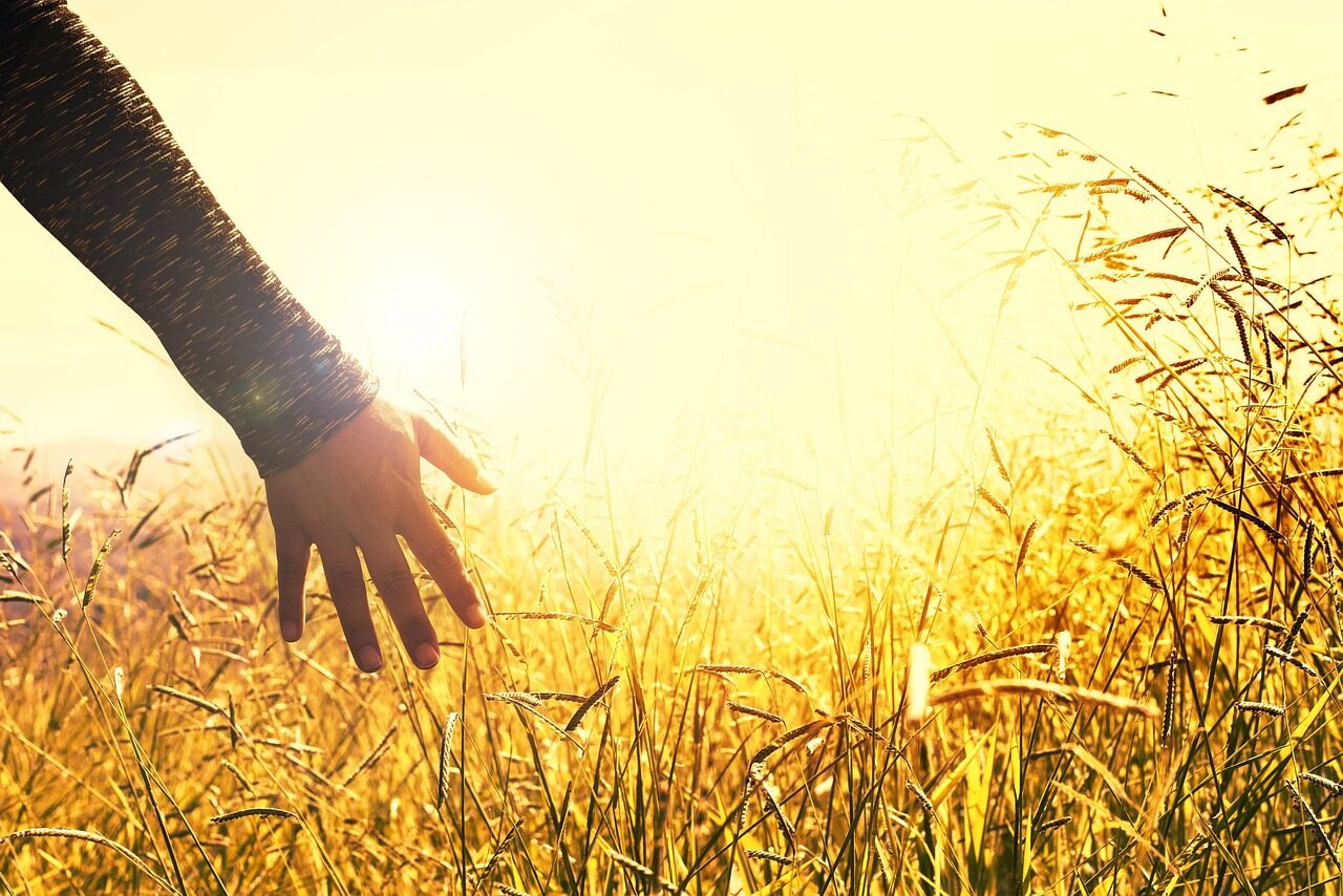 meadow, field, sunset, touching, peace, tranquility, nature, peace, peace, peace, peace, peace