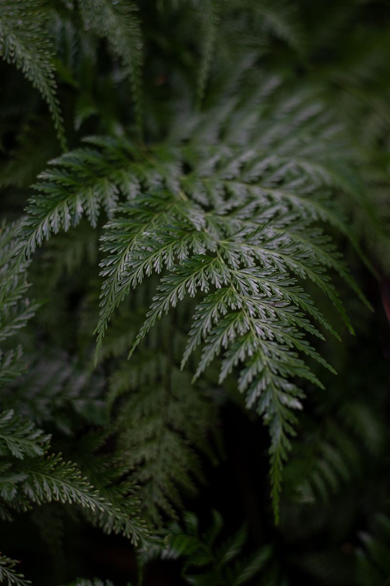 Close-up of a green fern leaf in a Hawaiian forest, showcasing natural beauty.