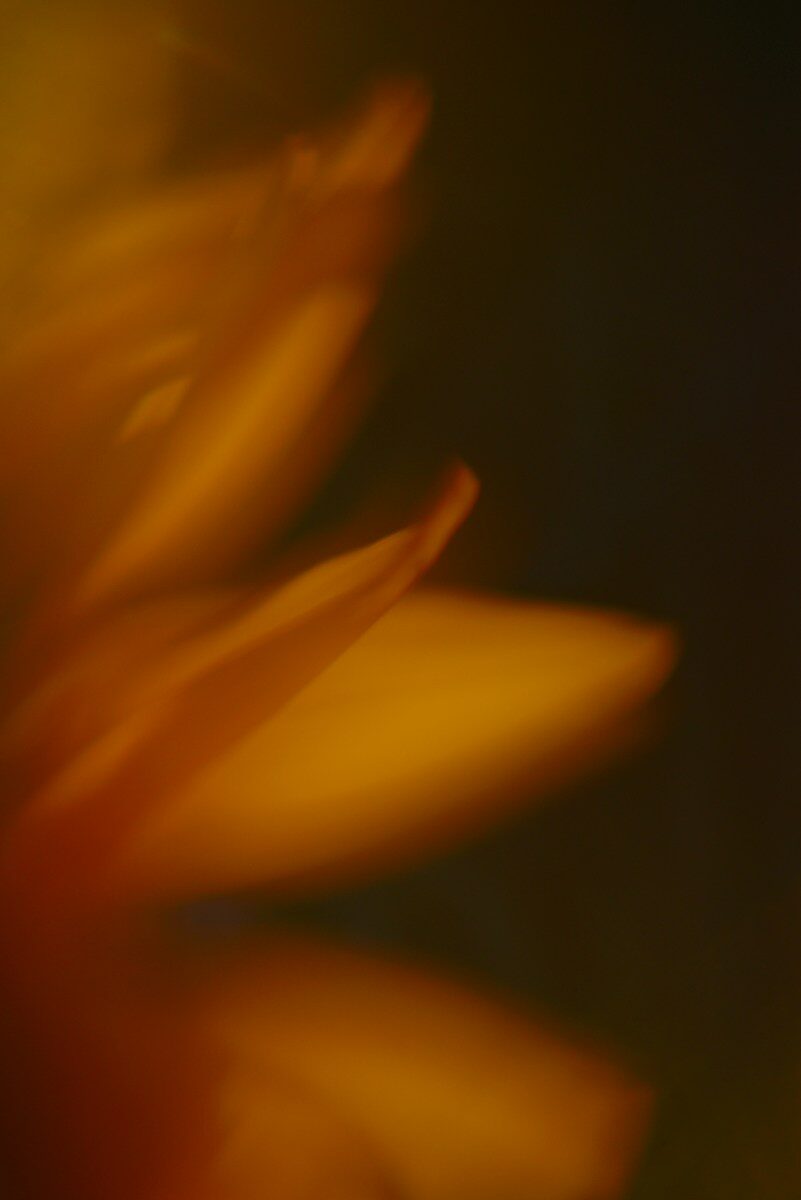 Blurred golden flower petals against a dark background